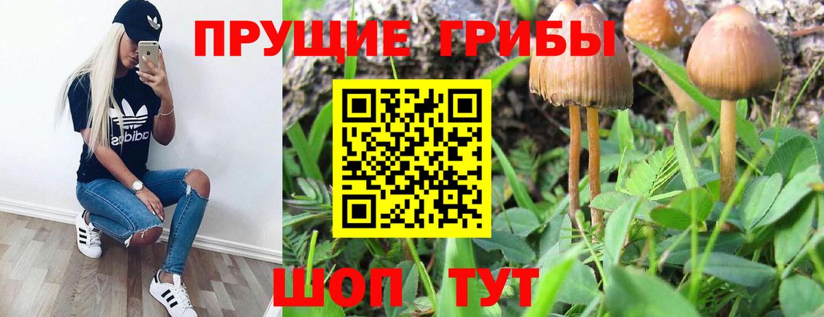 Новозыбков  Галлюциногенные грибы мухоморы  Вход с VPN 